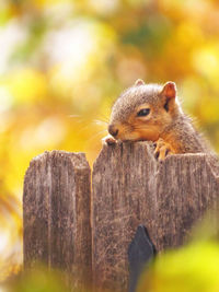 View of squirrel peeping through wooden fence