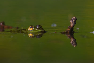 Close-up of frog in water