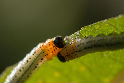 Close-up of insect on leaf