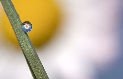 Close-up of green plant with dew drops