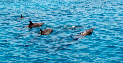 Dolphins in blue rippled water