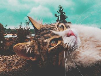 Close-up portrait of a cat