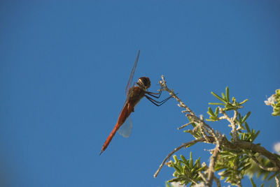Low angle view of insect on wall