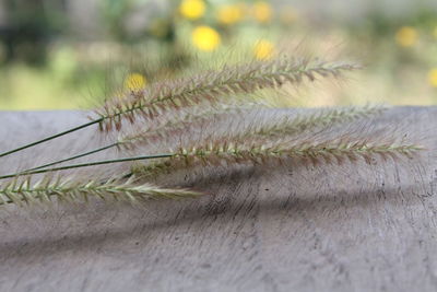 Close-up of wheat growing on field