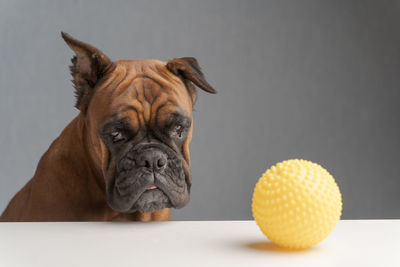 Close-up portrait of dog with ball