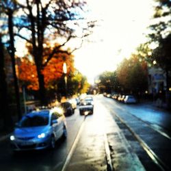 Road passing through trees