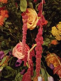 Close-up of roses blooming outdoors