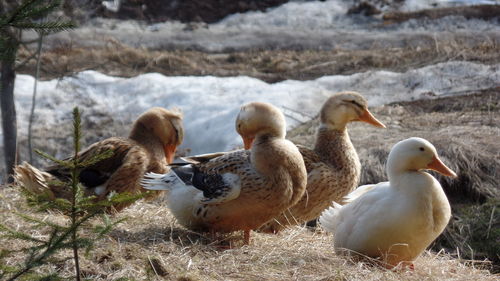 Close-up of swans