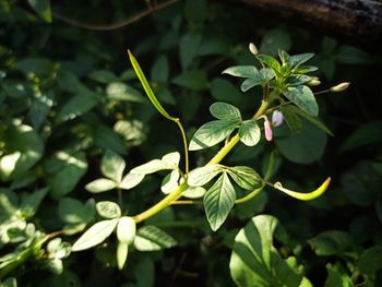 Close-up of leaves against blurred background