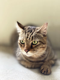 Close-up portrait of tabby cat