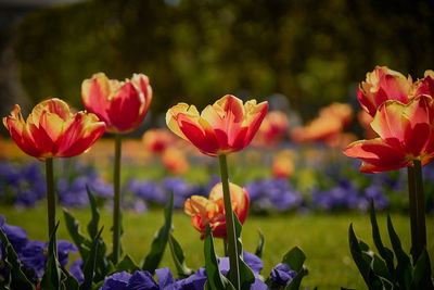 Close-up of flowers blooming outdoors