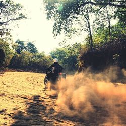 Man riding horse in forest