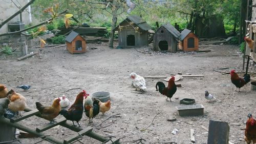 High angle view of birds in building