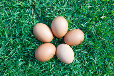 High angle view of eggs on grass