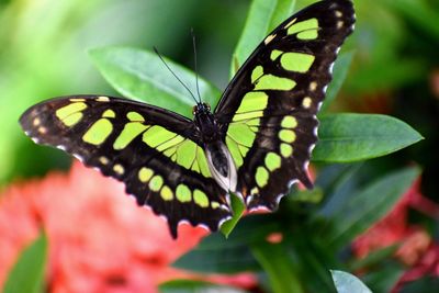 Close-up of butterfly pollinating flower