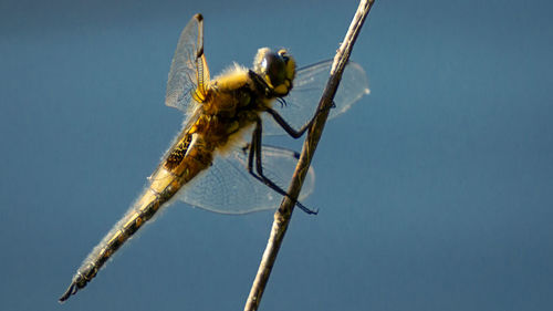 Close-up of dragonfly on twig