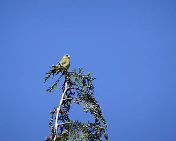 Low angle view of bird perching on tree against blue sky