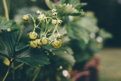 Close-up of fruit growing on tree