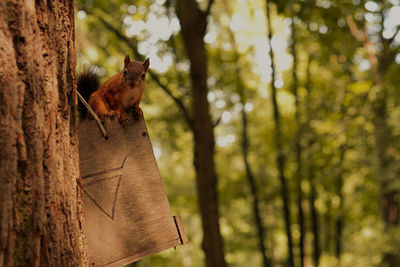 Squirrel on tree trunk