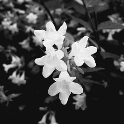 Close-up of flowers blooming outdoors