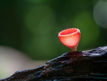 Close-up of mushroom growing on tree