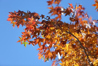 Low angle view of maple tree against sky