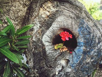 Close-up of butterfly on tree trunk