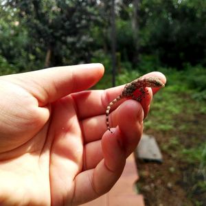 Close-up of hand holding bird