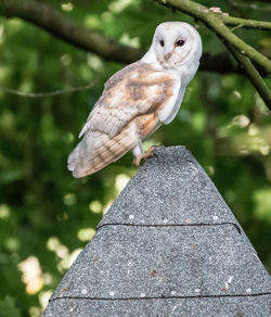 Close-up of bird perching on tree