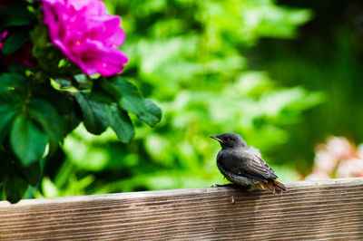 Close-up of bird perching on wooden roof