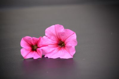 Close-up of pink flowers