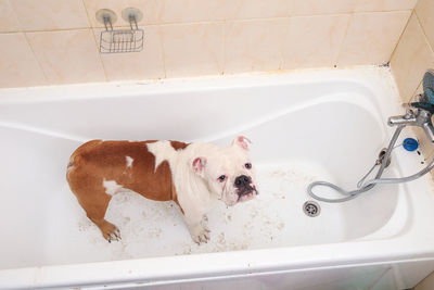 High angle view of dog in bathroom