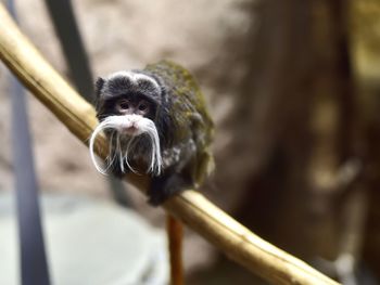 Close-up of monkey sitting on branch