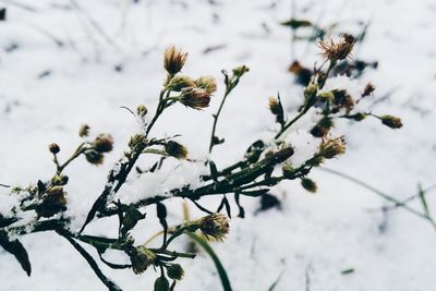 Low angle view of flower tree against sky