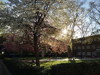 Trees in park