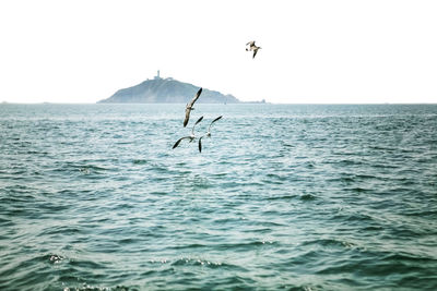 Birds flying over sea against clear sky