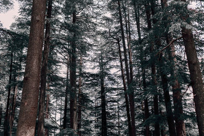 Low angle view of trees in forest