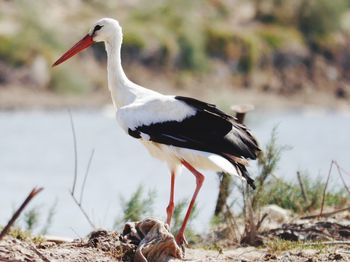 Close-up of bird perching on shore