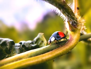 Close-up of ladybug on flower