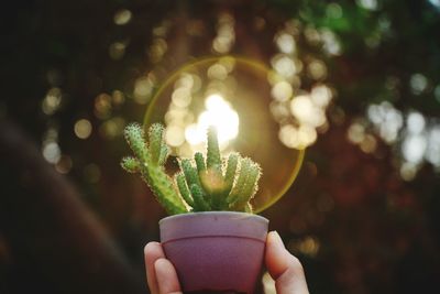 Close-up of hand holding succulent plant