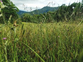 Scenic view of grassy field against sky