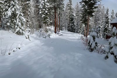 Snow covered land and trees in forest