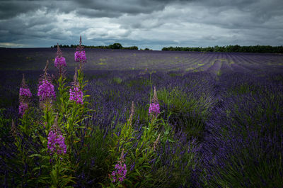 Purple flowers on field against sky