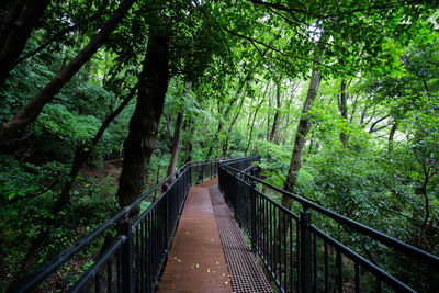 Footbridge amidst trees in forest