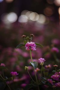 Close-up of pink flowering plant