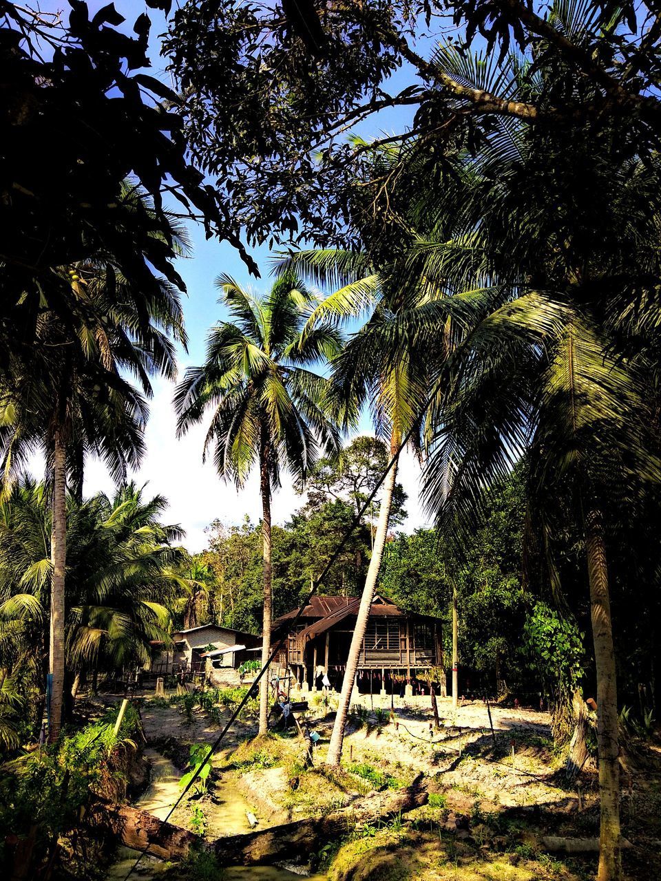 PALM TREES IN PARK AGAINST SKY