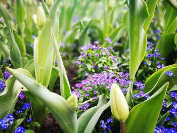 Close-up of flowers growing in field