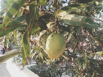 Close-up of fruits growing on tree