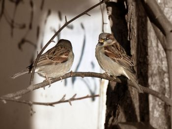 Close-up of bird perching outdoors