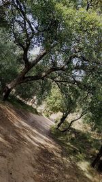 Road amidst trees in forest